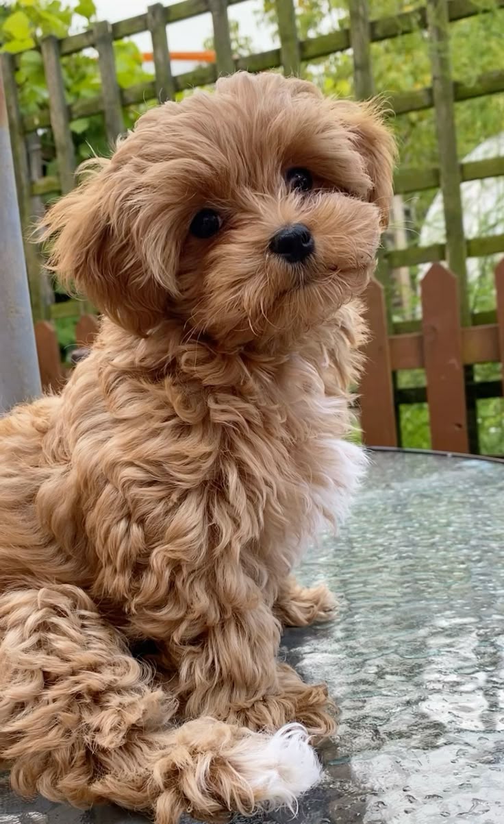 A fluffy white maltipoo puppy
